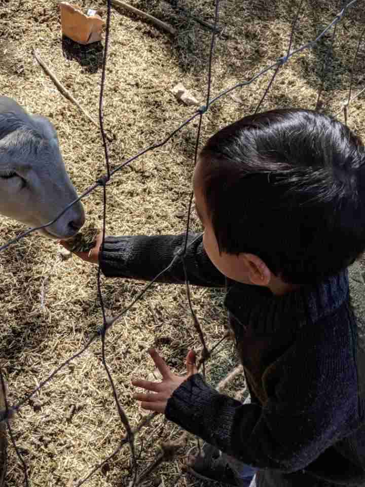 Boy feeding sheep at watkins family farm